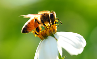 養蜂業のイメージ